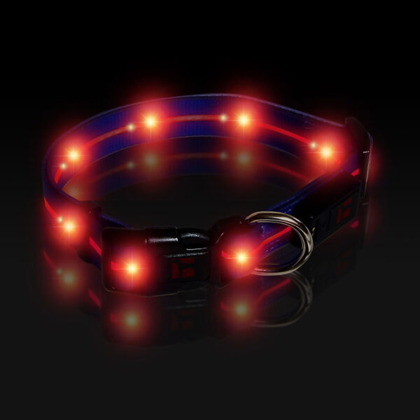 LED Adjustable Collar Large Blue, Night