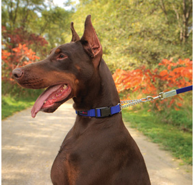 Play Martingale Collars