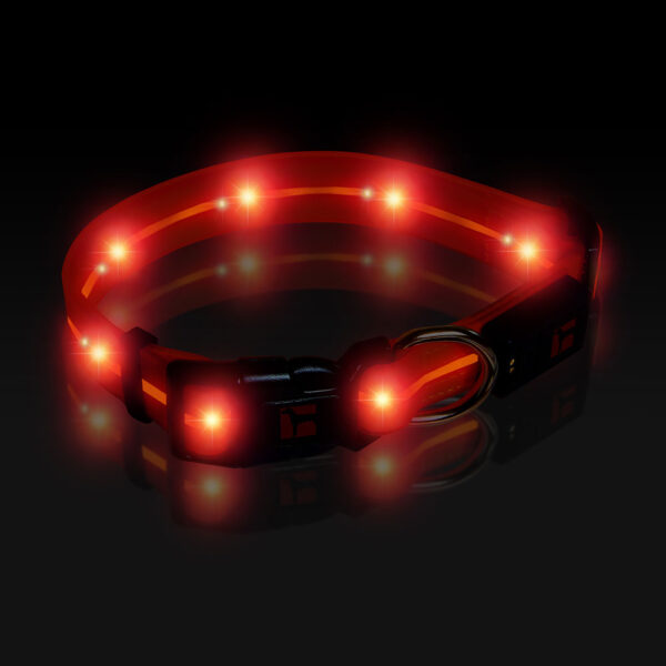 LED Adjustable Collar Large Orange, Night